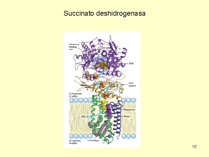 Succinato deshidrogenasa 15 