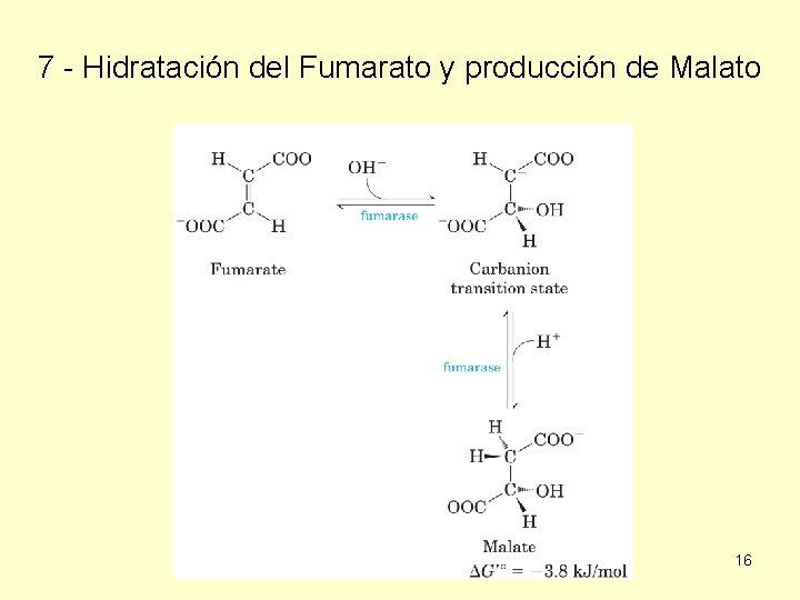 7 - Hidratación del Fumarato y producción de Malato 16 