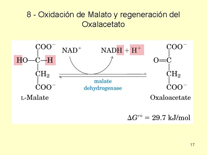 8 - Oxidación de Malato y regeneración del Oxalacetato 17 