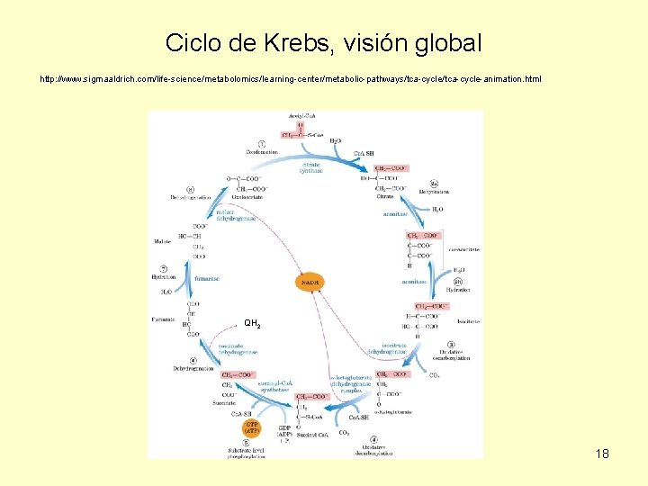 Ciclo de Krebs, visión global http: //www. sigmaaldrich. com/life-science/metabolomics/learning-center/metabolic-pathways/tca-cycle-animation. html QH 2 18 