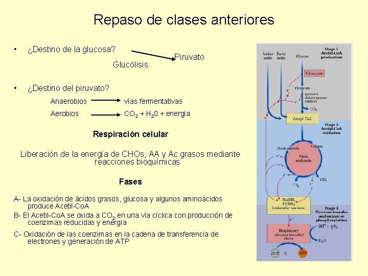 Repaso de clases anteriores • ¿Destino de la glucosa? Glucólisis • Piruvato ¿Destino del