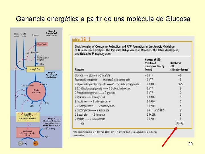 Ganancia energética a partir de una molécula de Glucosa 20 