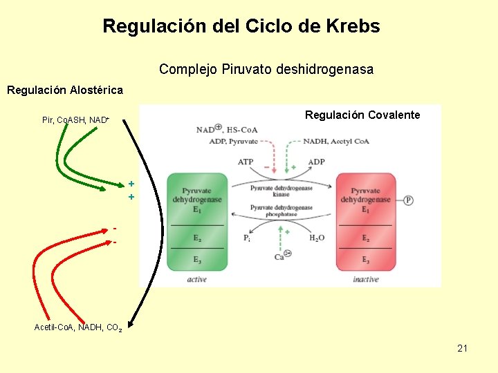 Regulación del Ciclo de Krebs Complejo Piruvato deshidrogenasa Regulación Alostérica Regulación Covalente Pir, Co.