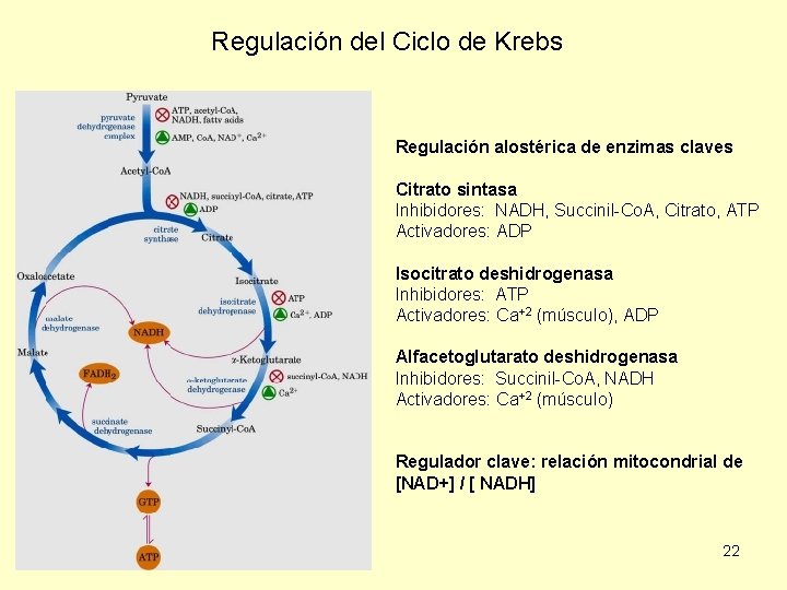 Regulación del Ciclo de Krebs Regulación alostérica de enzimas claves Citrato sintasa Inhibidores: NADH,