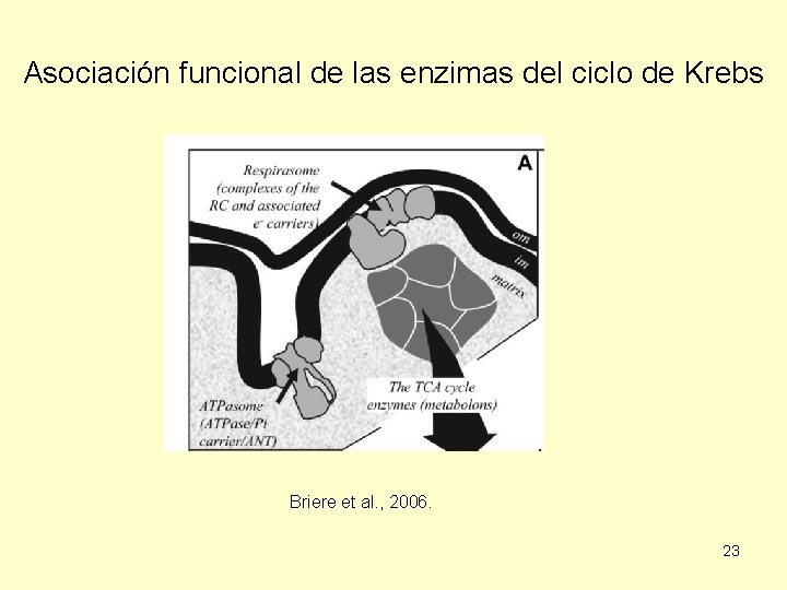 Asociación funcional de las enzimas del ciclo de Krebs Briere et al. , 2006.