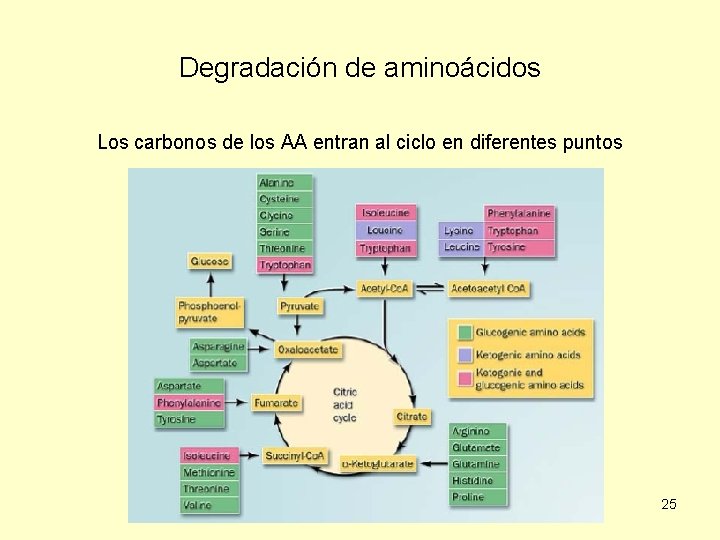 Degradación de aminoácidos Los carbonos de los AA entran al ciclo en diferentes puntos