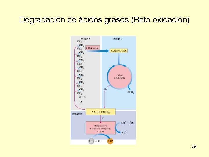 Degradación de ácidos grasos (Beta oxidación) 26 