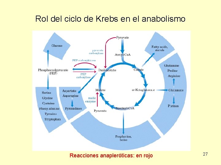 Rol del ciclo de Krebs en el anabolismo Reacciones anapleróticas: en rojo 27 
