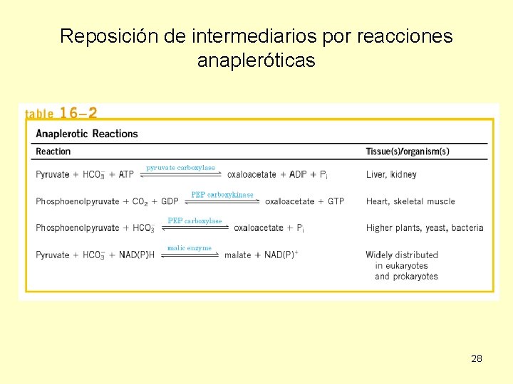 Reposición de intermediarios por reacciones anapleróticas 28 