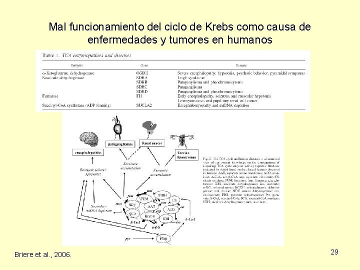 Mal funcionamiento del ciclo de Krebs como causa de enfermedades y tumores en humanos