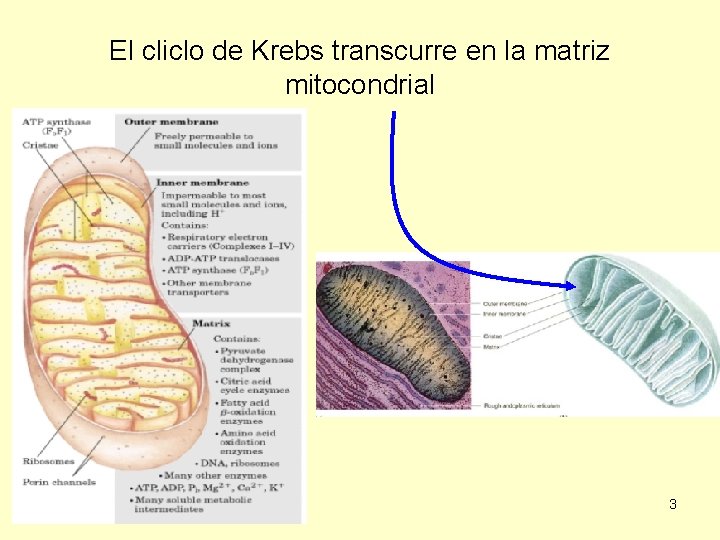 El cliclo de Krebs transcurre en la matriz mitocondrial 3 