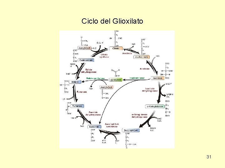 Ciclo del Glioxilato 31 