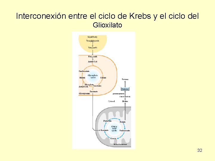 Interconexión entre el ciclo de Krebs y el ciclo del Glioxilato 32 