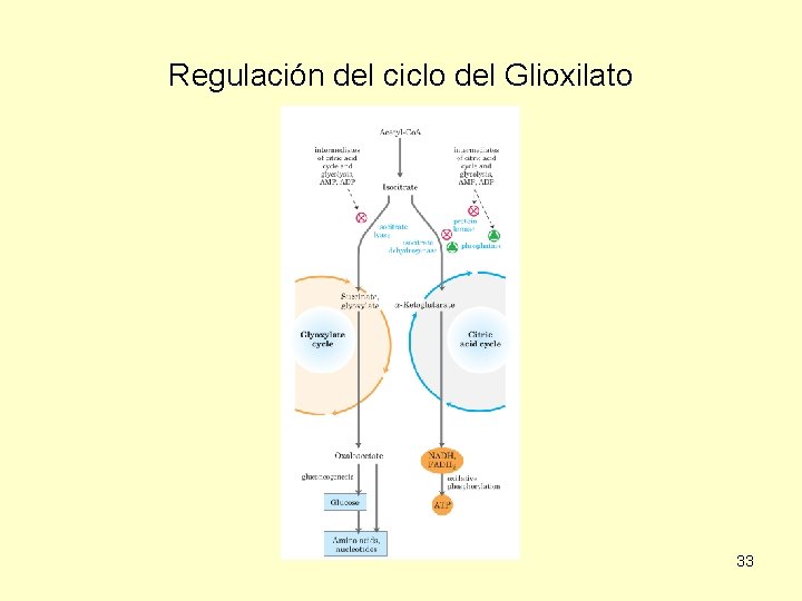 Regulación del ciclo del Glioxilato 33 