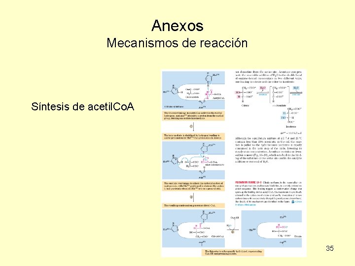Anexos Mecanismos de reacción Síntesis de acetil. Co. A 35 