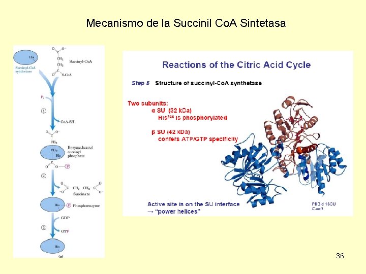 Mecanismo de la Succinil Co. A Sintetasa 36 