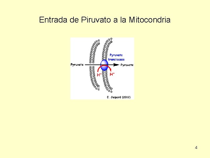 Entrada de Piruvato a la Mitocondria 4 