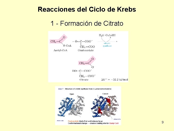 Reacciones del Ciclo de Krebs 1 - Formación de Citrato 9 