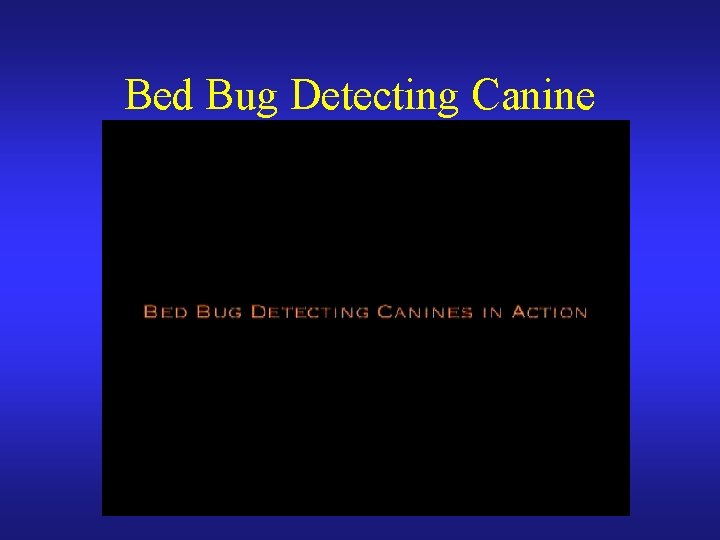 Bed Bug Detecting Canine 