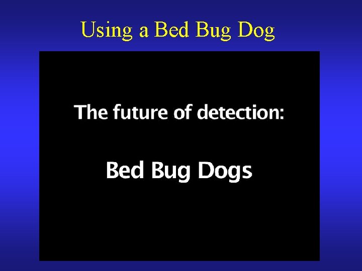 Using a Bed Bug Dog 