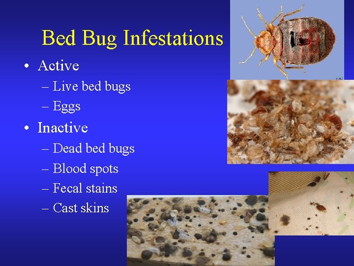 Bed Bug Infestations • Active – Live bed bugs – Eggs • Inactive –