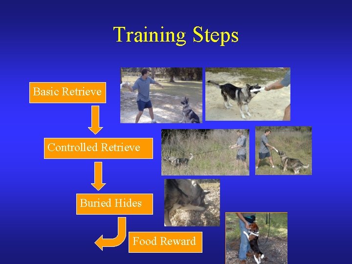 Training Steps Basic Retrieve Controlled Retrieve Buried Hides Food Reward 