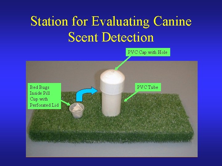 Station for Evaluating Canine Scent Detection PVC Cap with Hole Bed Bugs Inside Pill
