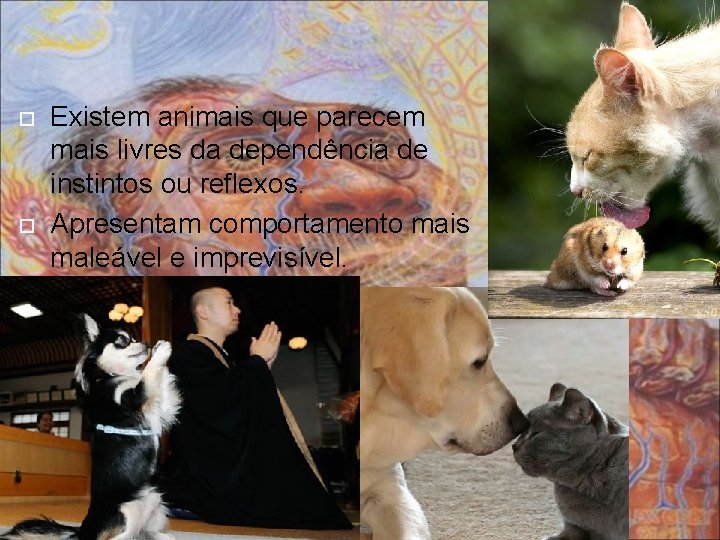  Existem animais que parecem mais livres da dependência de instintos ou reflexos. Apresentam