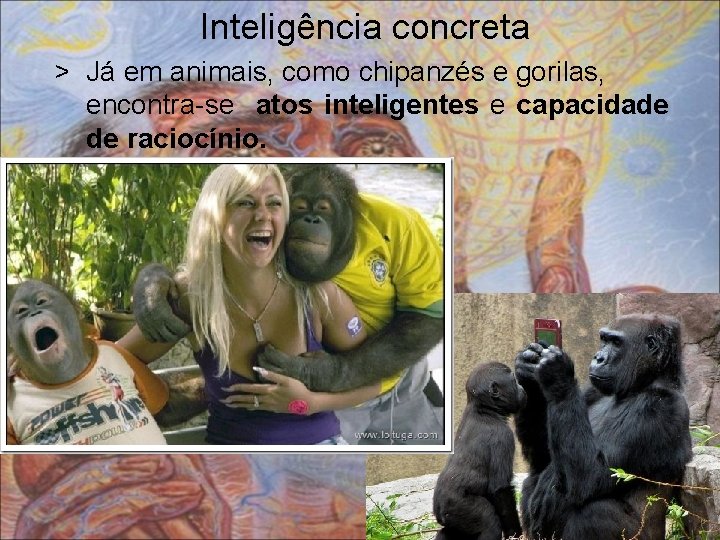 Inteligência concreta > Já em animais, como chipanzés e gorilas, encontra-se atos inteligentes e