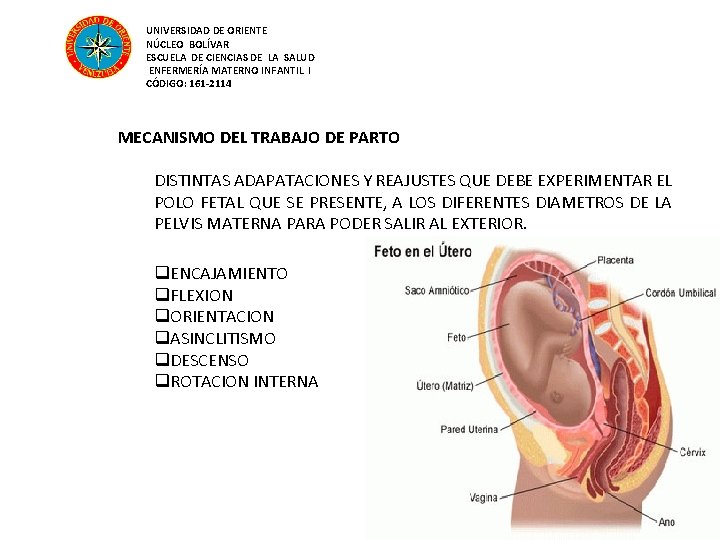 UNIVERSIDAD DE ORIENTE NÚCLEO BOLÍVAR ESCUELA DE CIENCIAS DE LA SALUD ENFERMERÍA MATERNO INFANTIL