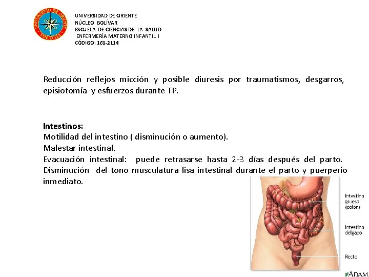 UNIVERSIDAD DE ORIENTE NÚCLEO BOLÍVAR ESCUELA DE CIENCIAS DE LA SALUD ENFERMERÍA MATERNO INFANTIL