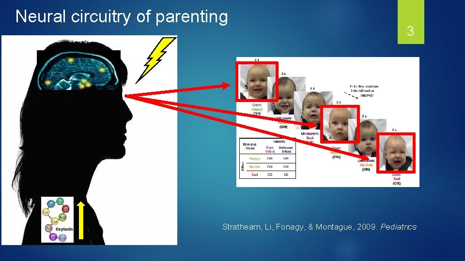 Neural circuitry of parenting 3 Strathearn, Li, Fonagy, & Montague, 2009. Pediatrics 