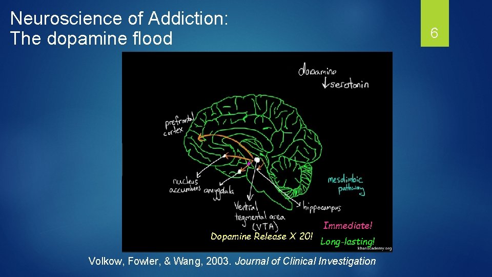 Neuroscience of Addiction: The dopamine flood Dopamine Release X 20! 6 Immediate! Long-lasting! Volkow,