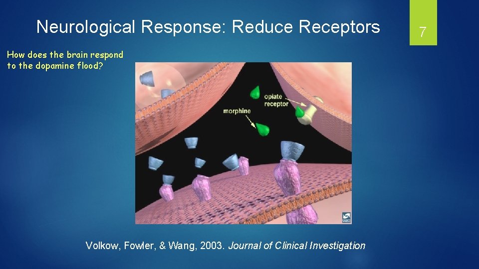 Neurological Response: Reduce Receptors How does the brain respond to the dopamine flood? Volkow,