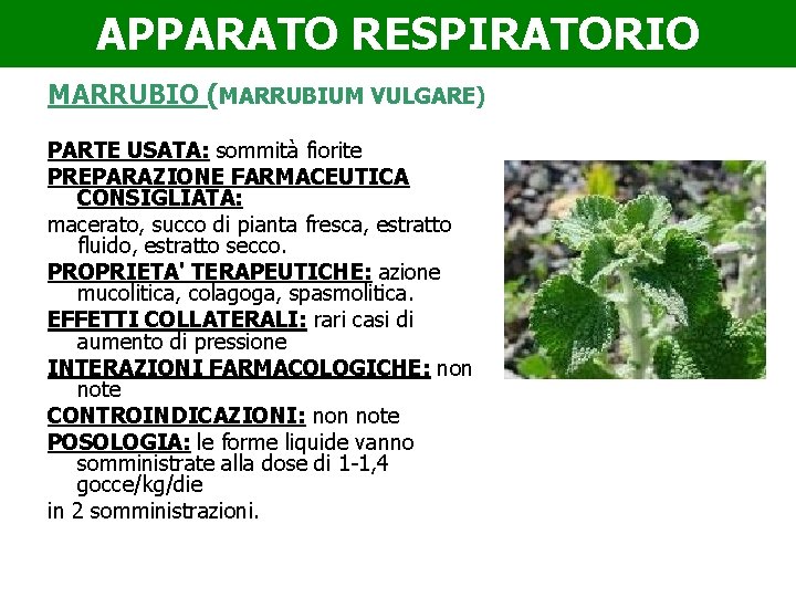 APPARATO RESPIRATORIO MARRUBIO (MARRUBIUM VULGARE) PARTE USATA: sommità fiorite PREPARAZIONE FARMACEUTICA CONSIGLIATA: macerato, succo