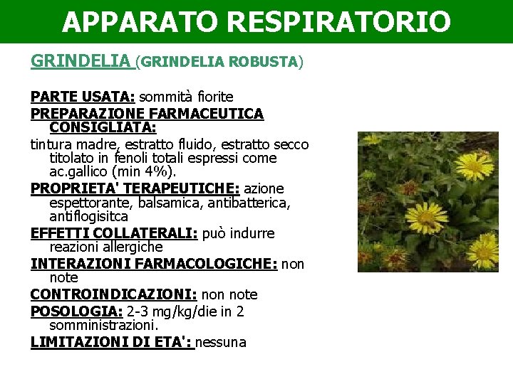 APPARATO RESPIRATORIO GRINDELIA (GRINDELIA ROBUSTA) PARTE USATA: sommità fiorite PREPARAZIONE FARMACEUTICA CONSIGLIATA: tintura madre,