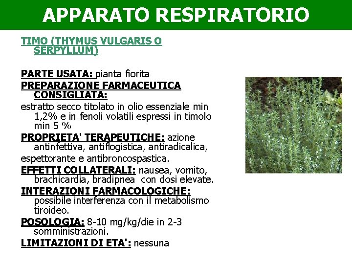 APPARATO RESPIRATORIO TIMO (THYMUS VULGARIS O SERPYLLUM) PARTE USATA: pianta fiorita PREPARAZIONE FARMACEUTICA CONSIGLIATA: