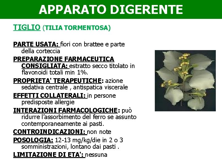 APPARATO DIGERENTE TIGLIO (TILIA TORMENTOSA) PARTE USATA: fiori con brattee e parte della corteccia