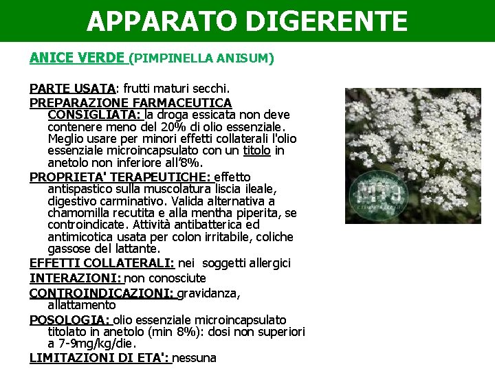 APPARATO DIGERENTE ANICE VERDE (PIMPINELLA ANISUM) PARTE USATA: frutti maturi secchi. PREPARAZIONE FARMACEUTICA CONSIGLIATA: