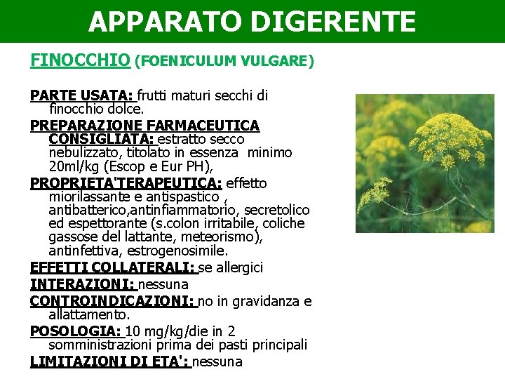 APPARATO DIGERENTE FINOCCHIO (FOENICULUM VULGARE) PARTE USATA: frutti maturi secchi di finocchio dolce. PREPARAZIONE