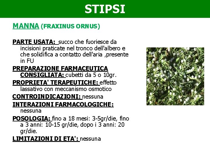 STIPSI MANNA (FRAXINUS ORNUS) PARTE USATA: succo che fuoriesce da incisioni praticate nel tronco