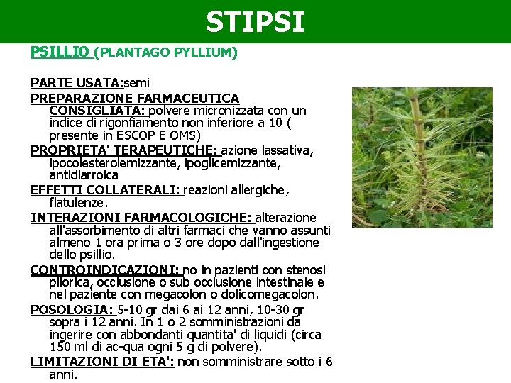STIPSI PSILLIO (PLANTAGO PYLLIUM) PARTE USATA: semi PREPARAZIONE FARMACEUTICA CONSIGLIATA: polvere micronizzata con un