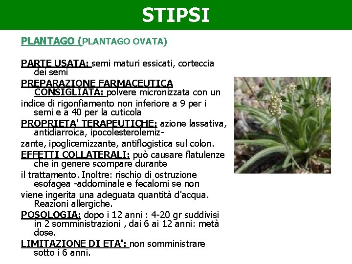 STIPSI PLANTAGO (PLANTAGO OVATA) PARTE USATA: semi maturi essicati, corteccia dei semi PREPARAZIONE FARMACEUTICA