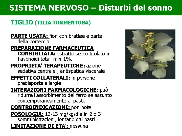 SISTEMA NERVOSO – Disturbi del sonno TIGLIO (TILIA TORMENTOSA) PARTE USATA: fiori con brattee