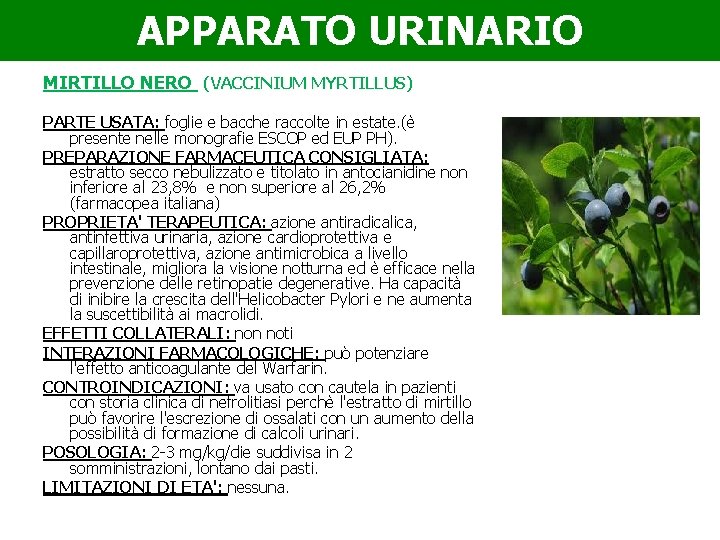 APPARATO URINARIO MIRTILLO NERO (VACCINIUM MYRTILLUS) PARTE USATA: foglie e bacche raccolte in estate.
