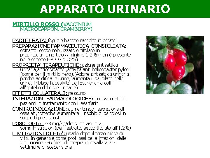 APPARATO URINARIO MIRTILLO ROSSO (VACCINIUM MACROCARPON, CRAMBERRY) PARTE USATA: foglie e bacche raccolte in