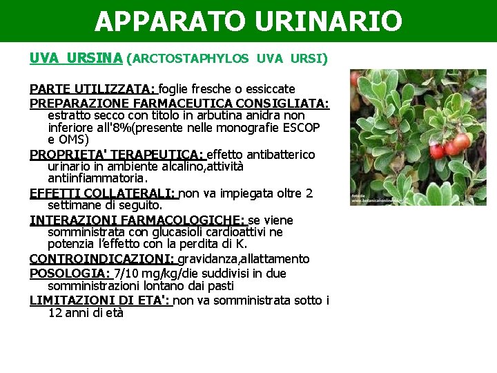 APPARATO URINARIO UVA URSINA (ARCTOSTAPHYLOS UVA URSI) PARTE UTILIZZATA: foglie fresche o essiccate PREPARAZIONE