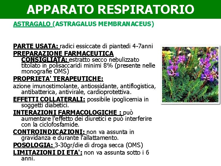 APPARATO RESPIRATORIO ASTRAGALO (ASTRAGALUS MEMBRANACEUS) PARTE USATA: radici essiccate di piantedi 4 -7 anni