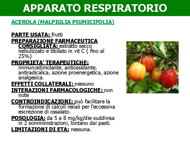 APPARATO RESPIRATORIO ACEROLA (MALPIGLIA PIUMICIFOLIA) PARTE USATA: frutti PREPARAZIONE FARMACEUTICA CONSIGLIATA: estratto secco nebulizzato