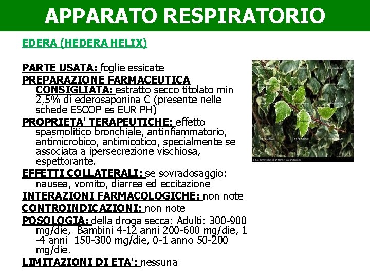 APPARATO RESPIRATORIO EDERA (HEDERA HELIX) PARTE USATA: foglie essicate PREPARAZIONE FARMACEUTICA CONSIGLIATA: estratto secco